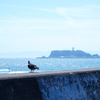 江の島を見つめて