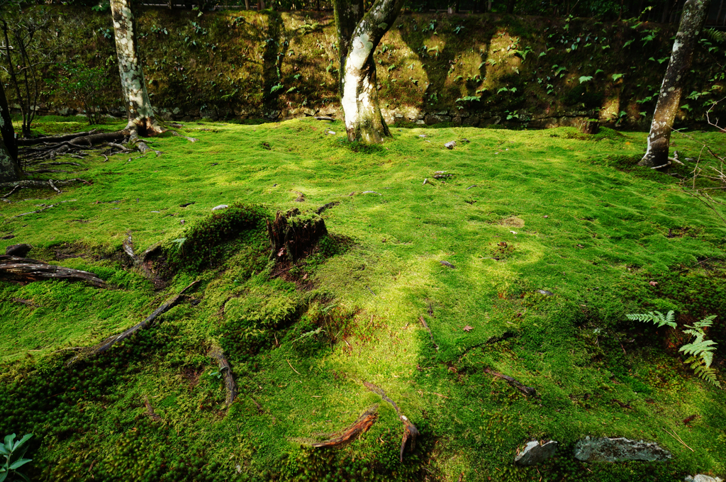 Roots in the moss