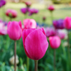fuchsia garden