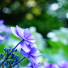 hydrangea ball