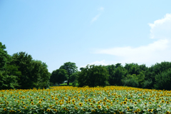  blue sky & yellow ground