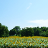  blue sky & yellow ground