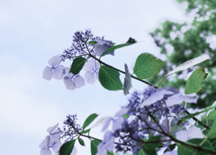 紫陽花の空