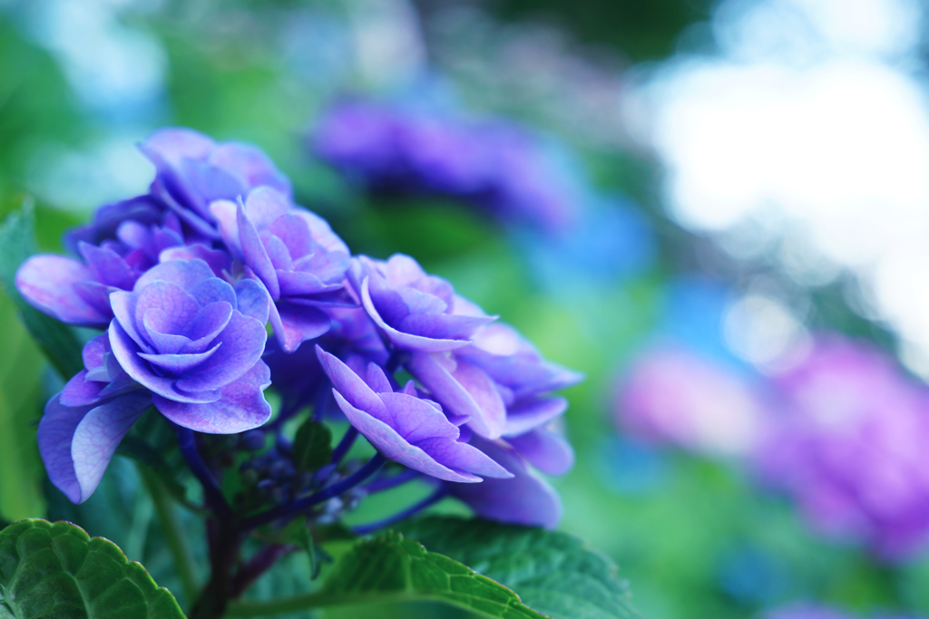 like a rose