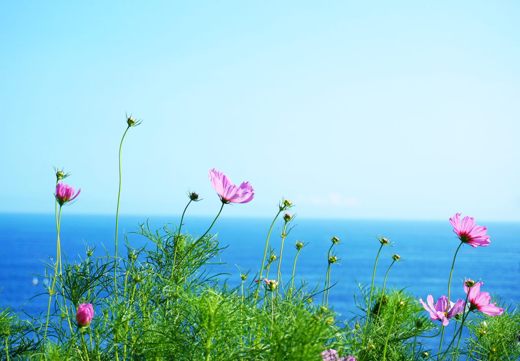 summer cosmos