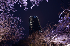赤坂の夜桜
