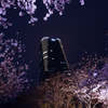 赤坂の夜桜