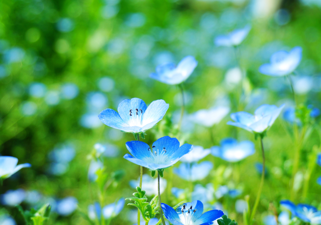 nemophila shower