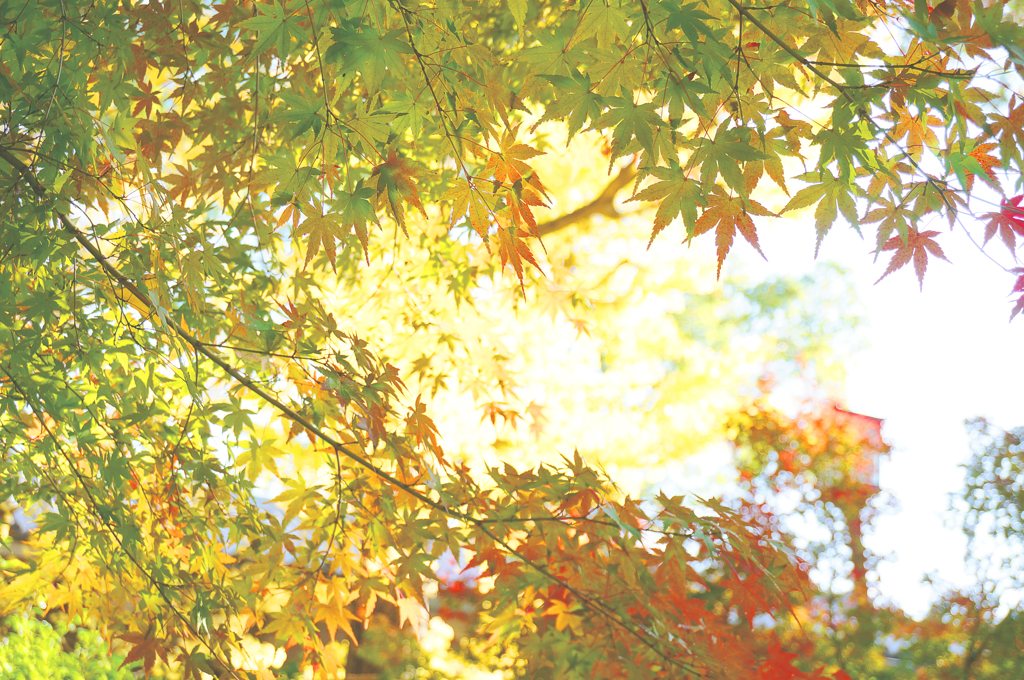 beautiful autum