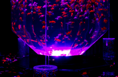 しづく金魚