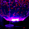 しづく金魚