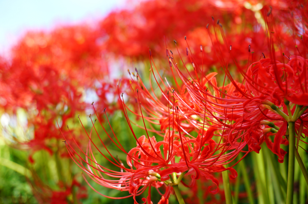 紅の園