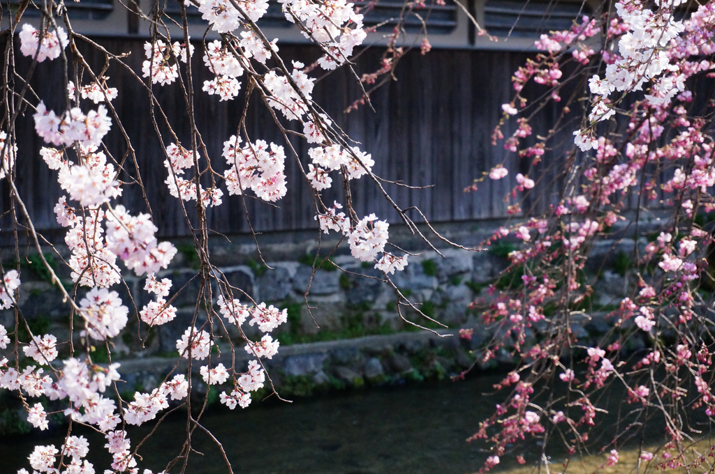 白川の桜　2