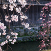 白川の桜　2