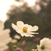 brilliant white