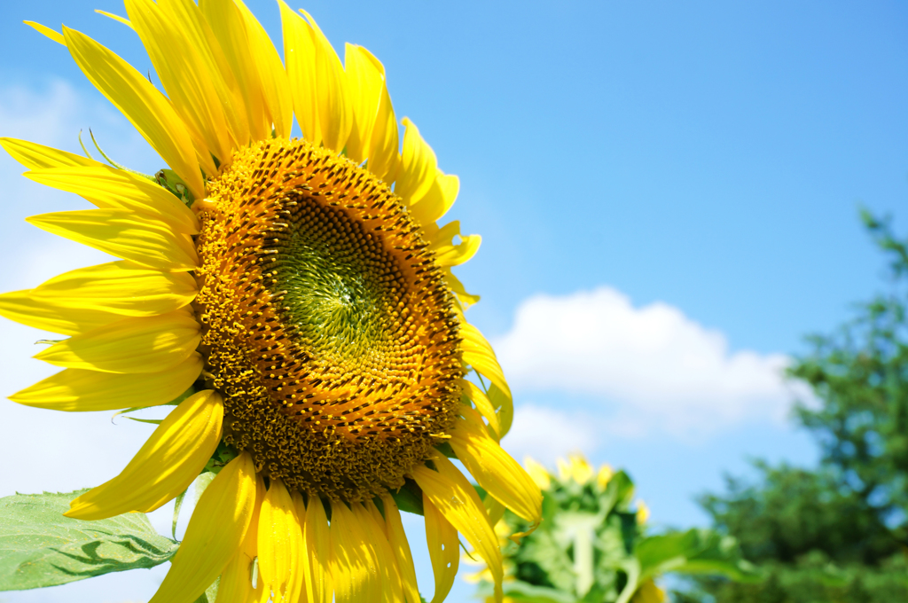 夏の風