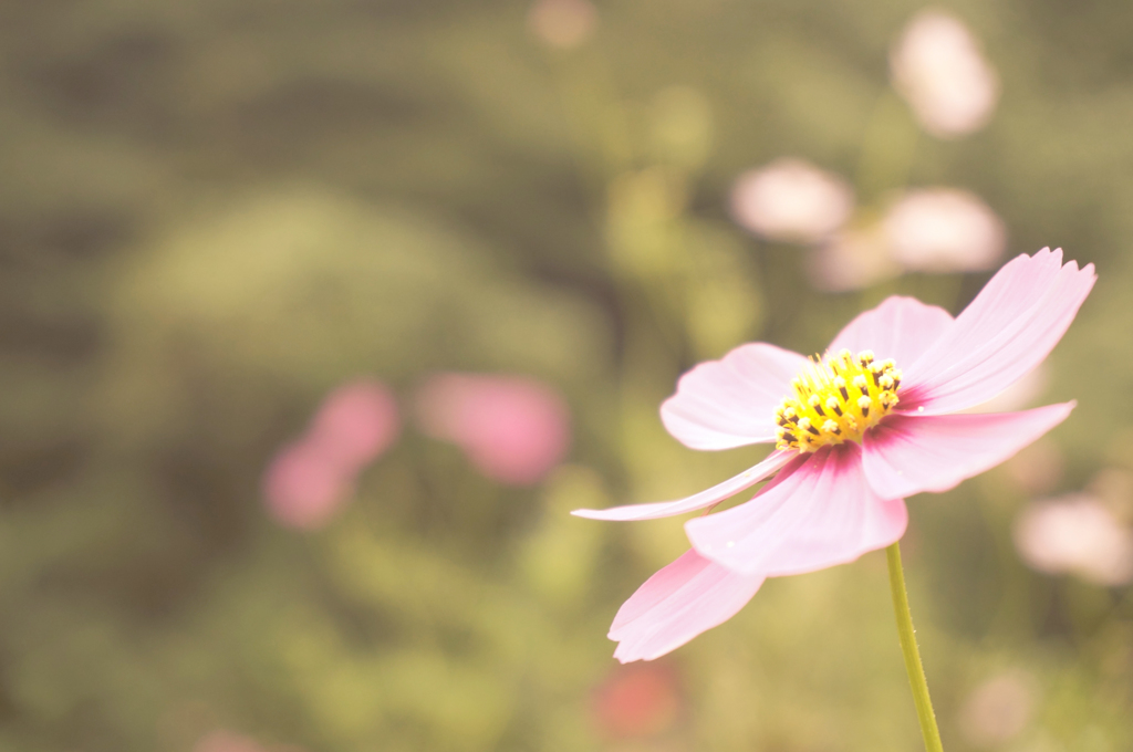 秋桜