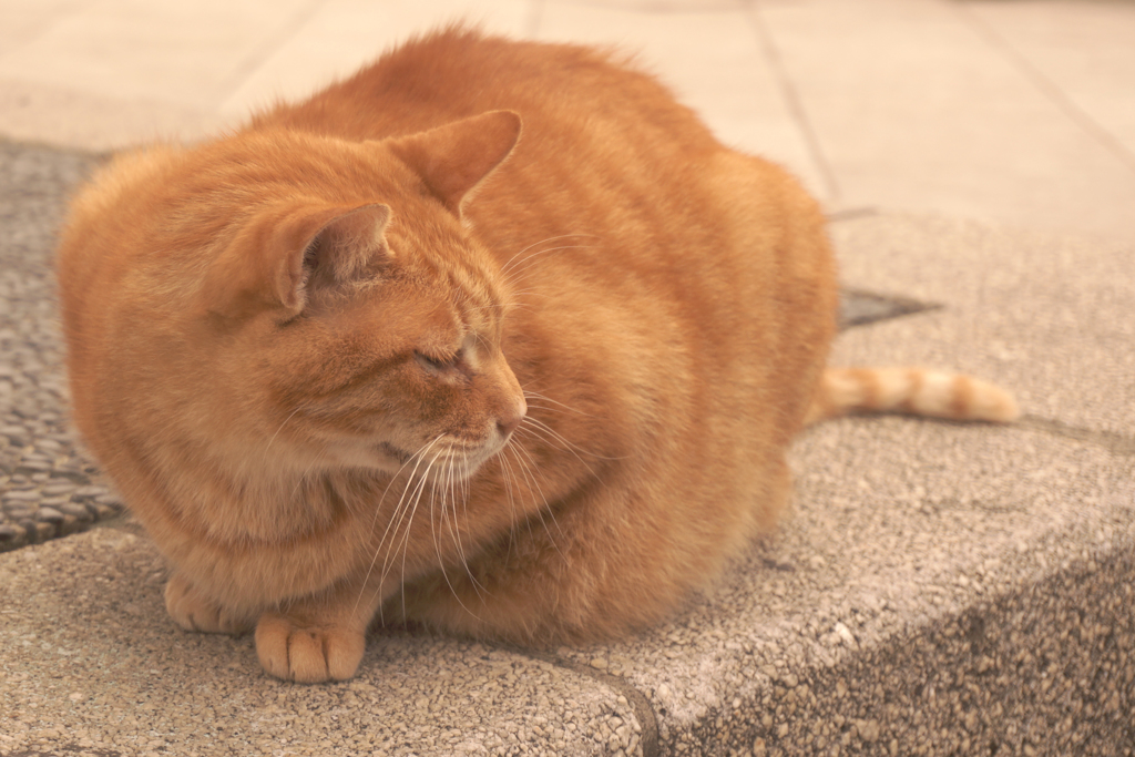 穏やかな眼差し