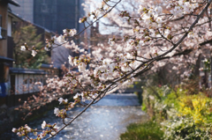 白川の桜