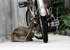 自転車の隙間からの視線