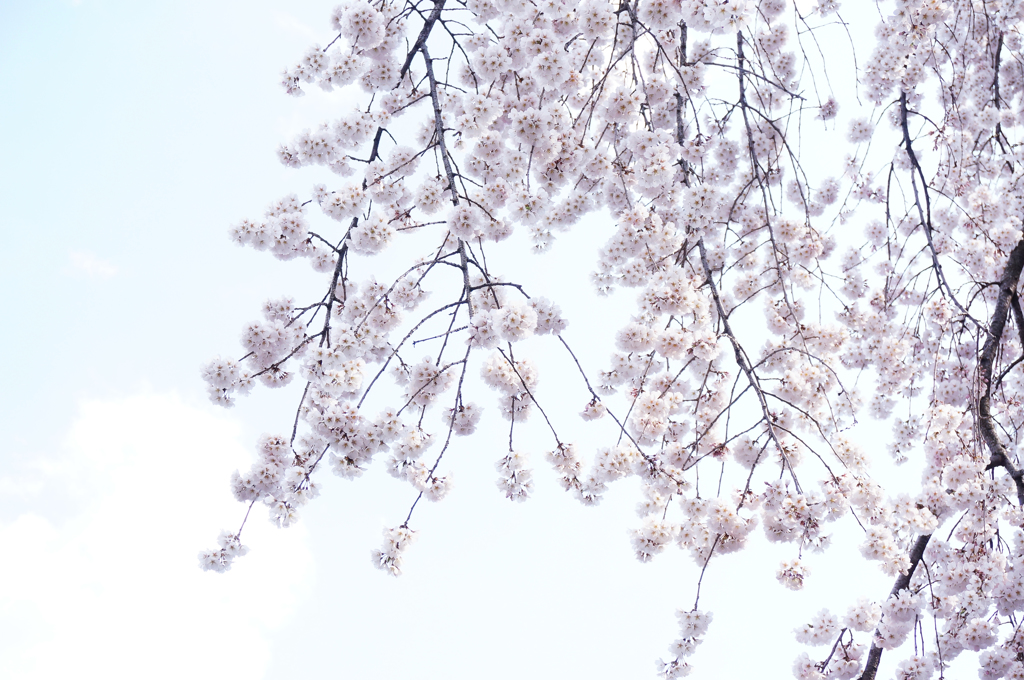 さきがけ桜