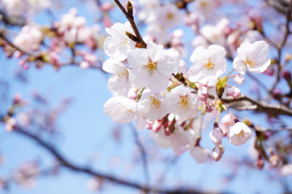 夏日桜