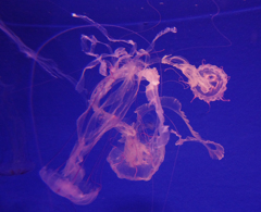 smoke　medusa