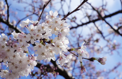 kamakura sakura