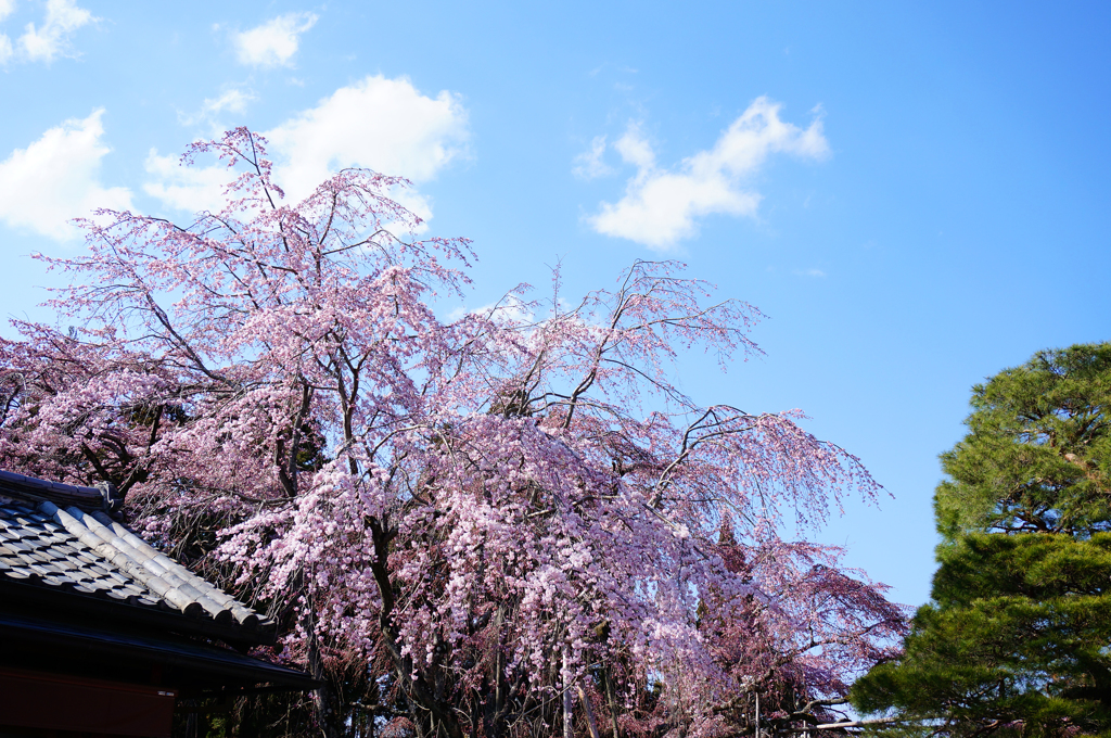 しだれ桜と空