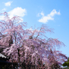 しだれ桜と空