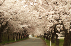 桜のトンネル