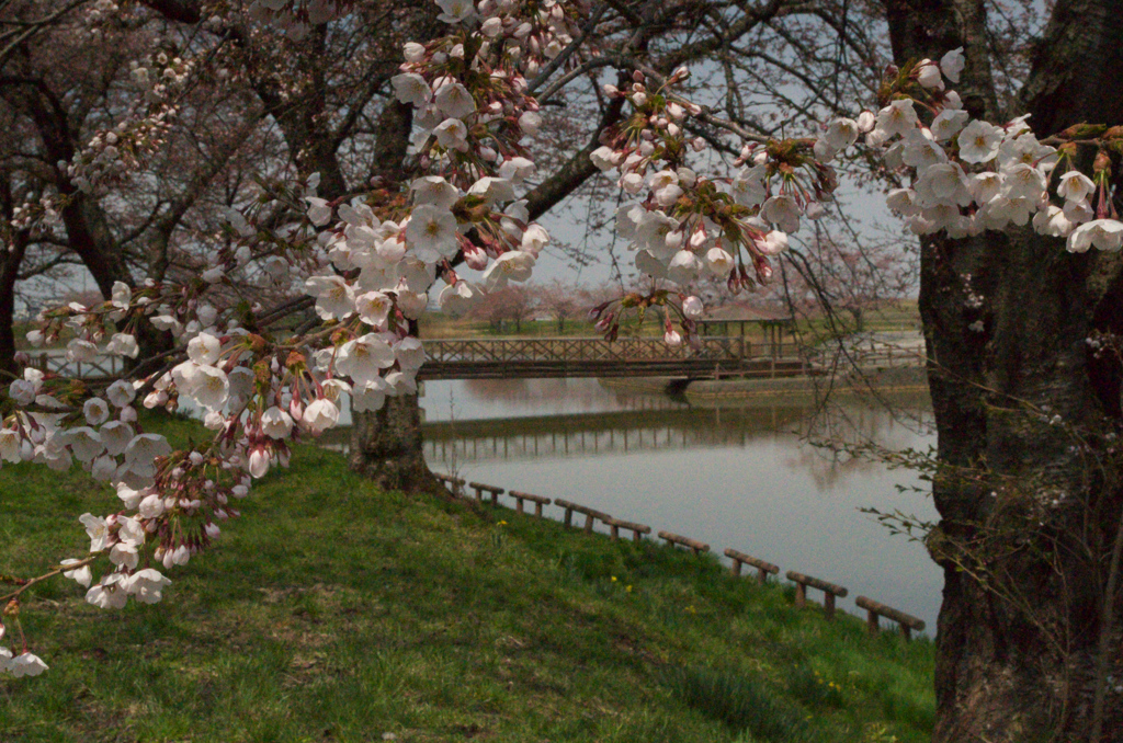 桜と池