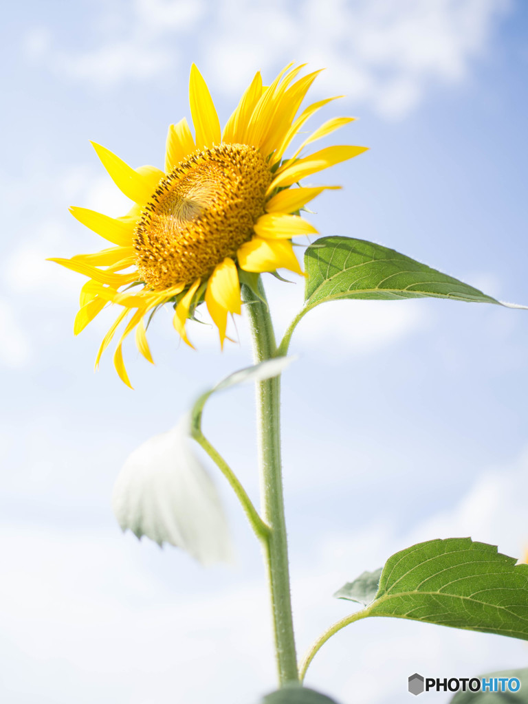 夏