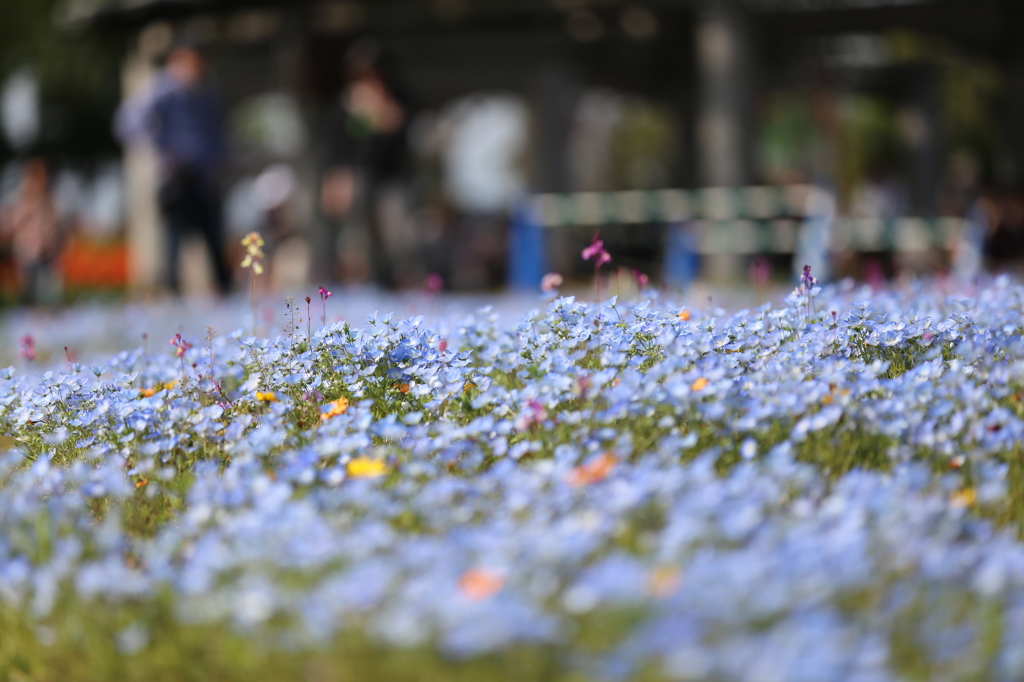 青の花