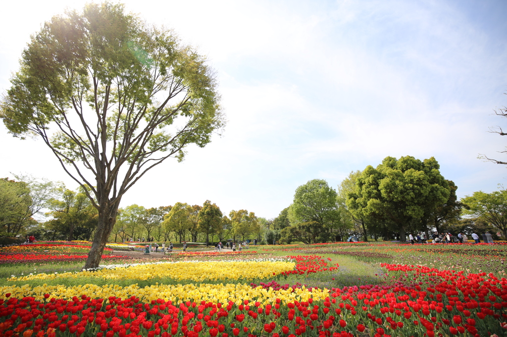 春の公園