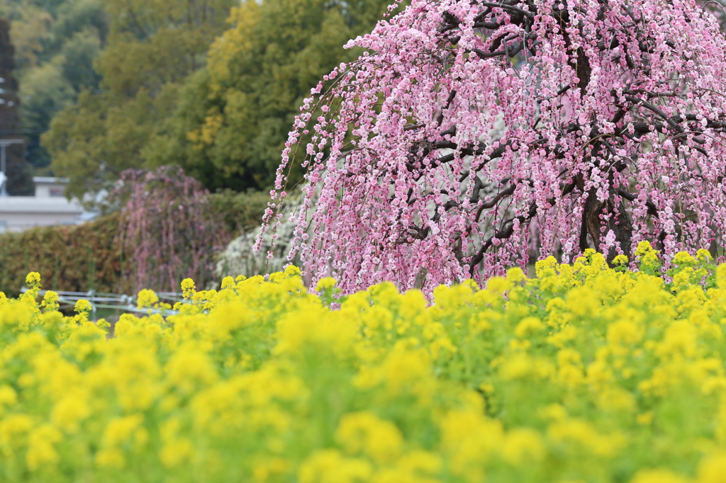 菜の花と梅