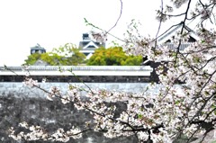 熊本城の春