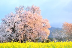 一心行の大桜と朝日