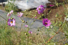 DSC00256