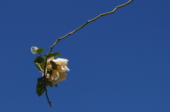 DSC00523