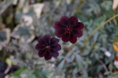 DSC00501