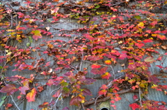 DSC00508