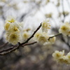 DSC00925