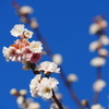 冬桜