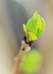 アジサイの芽吹き