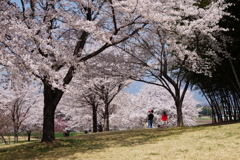 親子で花見