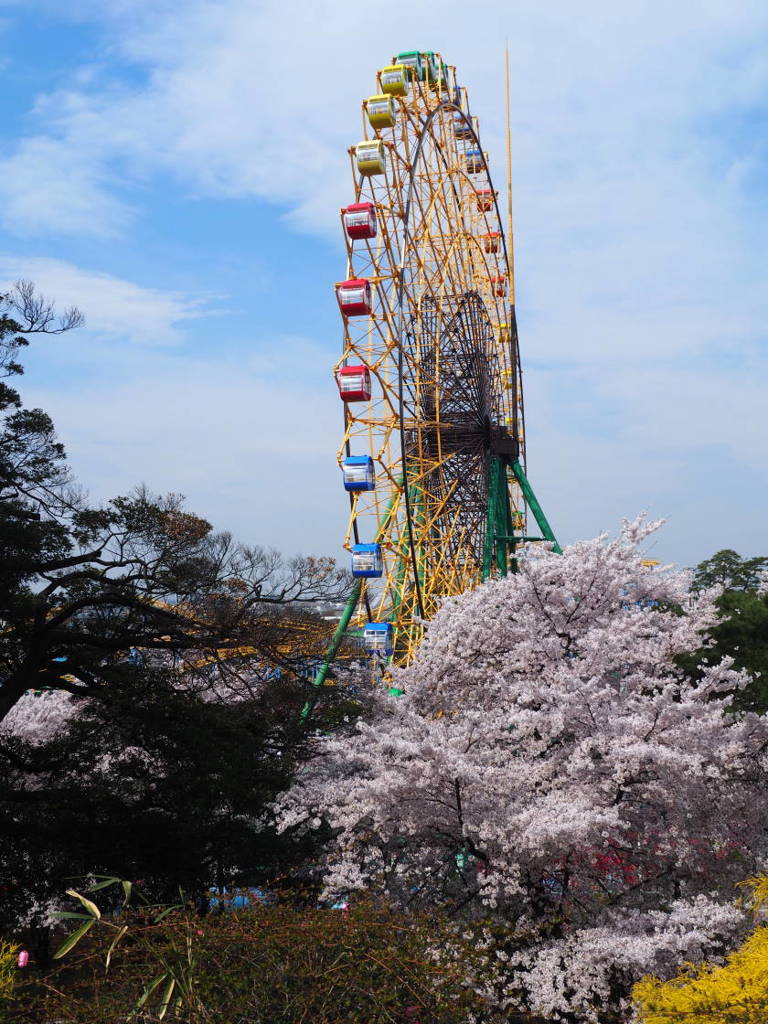 桜と観覧車