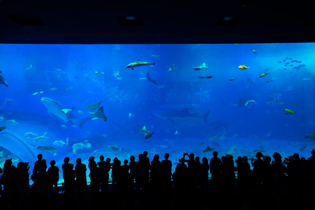 美ら海水族館