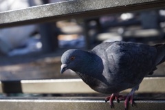 西新井大師の鳩