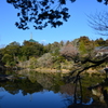 澄んだ池に映る景色